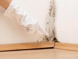 Why You Should Choose Our Mold Remediation Services in Montague, CA